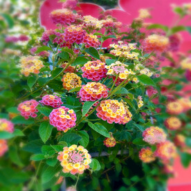 五色梅花园的花