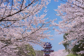樱花花朵
