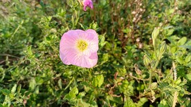 粉色月见草