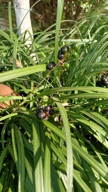 绿植麦冬