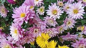 粉紫花