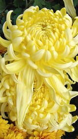黄色花