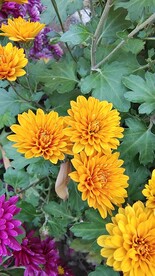黄色花