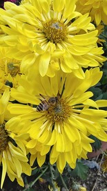 黄色花