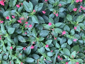 福州 福州花海公园 福州公园 