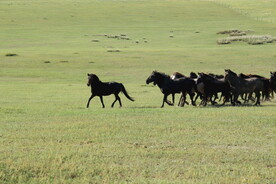 草原马
