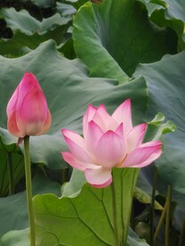 荷花 荷叶 花苞