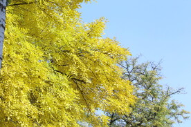 白蜡树  