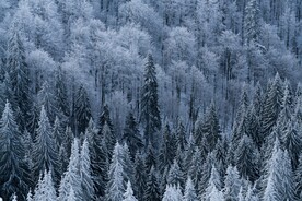 雪景             