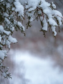 雪景             