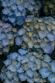 淡蓝色的花