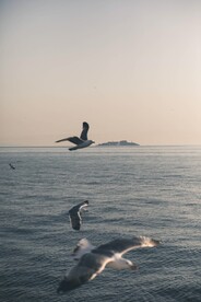 海鸥和大海