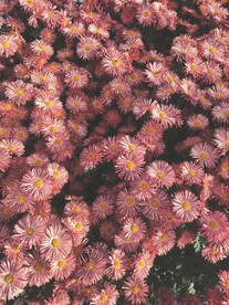 粉红色的花