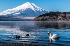 天鹅和湖泊