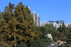 彩叶风景 