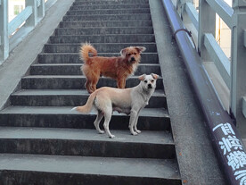 桥上两只小土狗