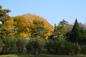 白蜡树 