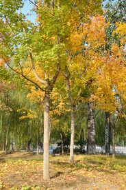 枫树彩叶 