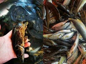 野生鱼 漓江鱼
