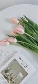 郁金香花朵图片 