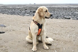 搜救犬金毛犬