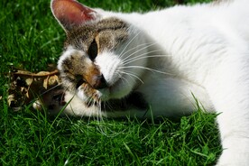 懒洋洋的小猫