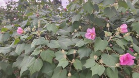 20220915农村田园风光