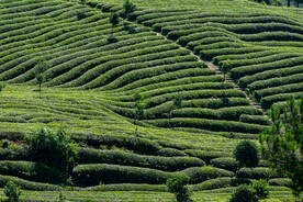 茶园
