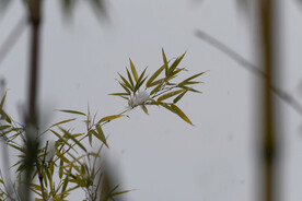 雪竹