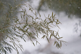 雪竹