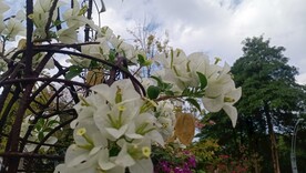 花奔  