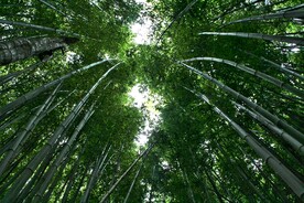 森林竹林