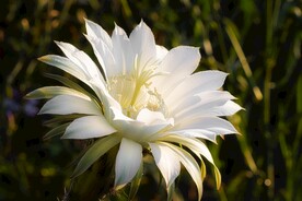 仙人掌花朵