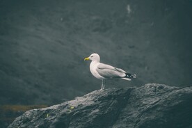 海鸥