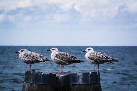 海鸥