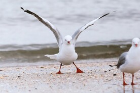 海鸥