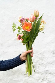 郁金香花束