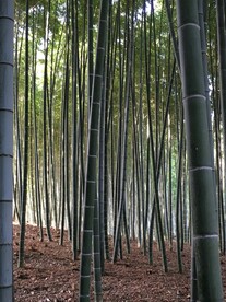 竹子竹林