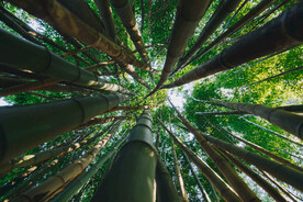 竹林竹子