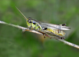 蚂蚱草蜢