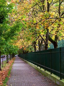 秋季城市树木道路