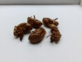 蝉蜕图片 中药材