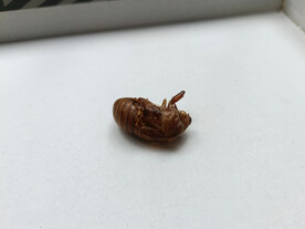 蝉蜕图片