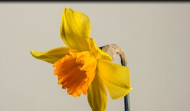 4k视频 花朵绽放