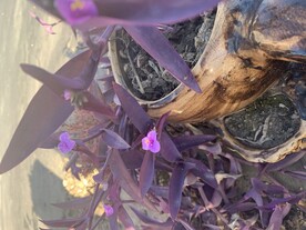 紫色的花