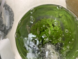 水中的鱼