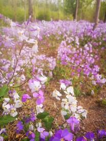鲜花