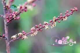 花开季节
