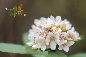 花开季节