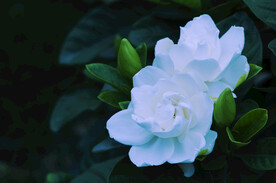 蓝色栀子花